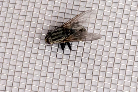 fly-screen